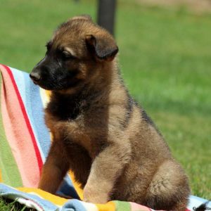 Piper, German Shepherd Puppy