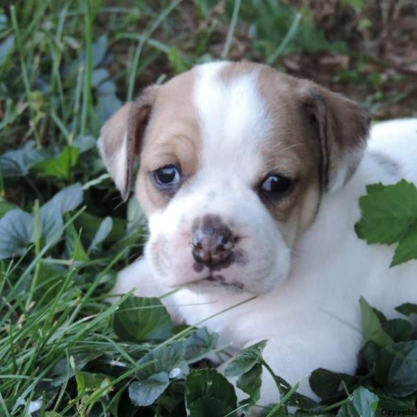 Polka Dot, Beabull Puppy