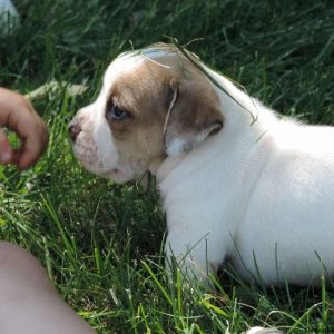 Polka Dot, Beabull Puppy