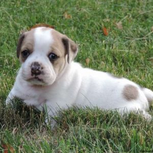 Polka Dot, Beabull Puppy