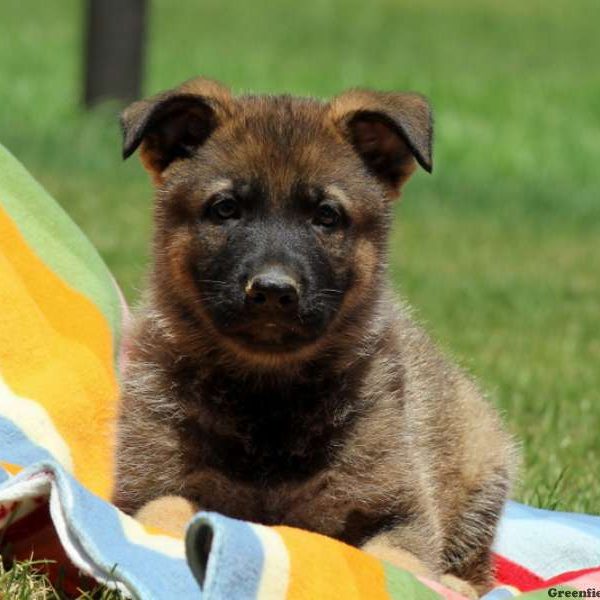 Pongo, German Shepherd Puppy