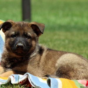 Pongo, German Shepherd Puppy