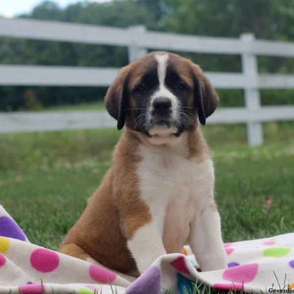 Pony, Saint Bernard Puppy