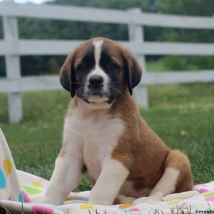 Pony, Saint Bernard Puppy