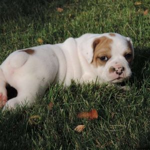 Porker, Beabull Puppy