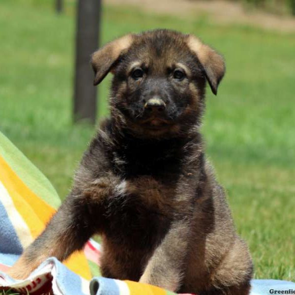 Porter, German Shepherd Puppy