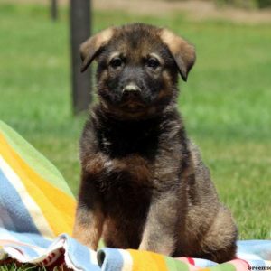 Porter, German Shepherd Puppy