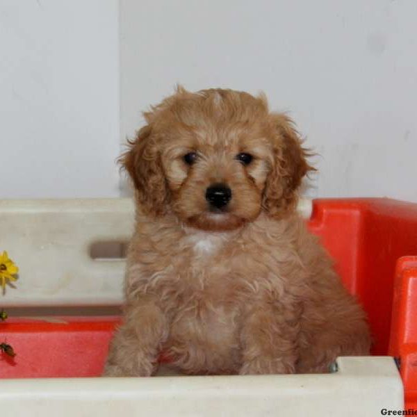 Preston, Cavapoo Puppy