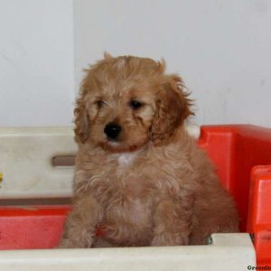 Preston, Cavapoo Puppy