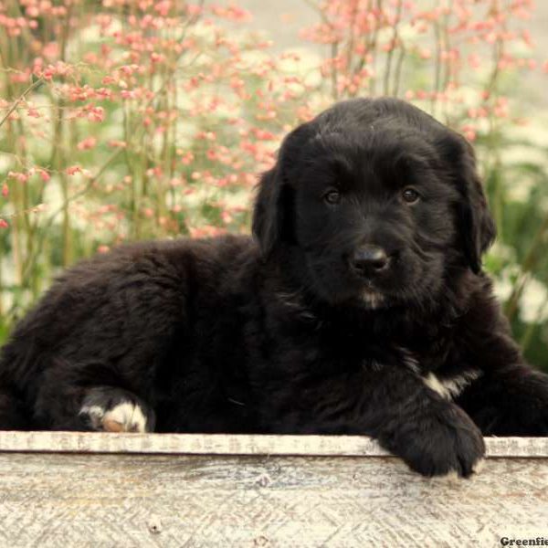 Priceless, Bernese Golden Mountain Dog Puppy