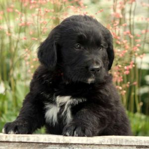 Priceless, Bernese Golden Mountain Dog Puppy