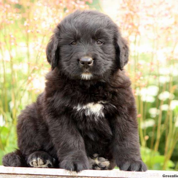 Puddles, Bernese Golden Mountain Dog Puppy