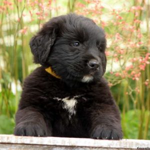 Puddles, Bernese Golden Mountain Dog Puppy