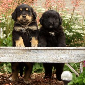 Puddles, Bernese Golden Mountain Dog Puppy