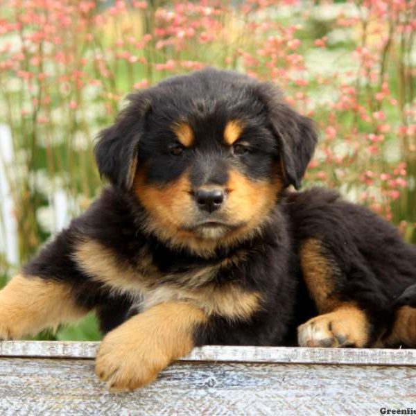 Pudgy, Bernese Golden Mountain Dog Puppy