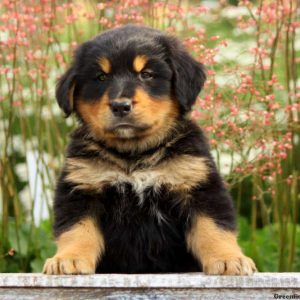 Pudgy, Bernese Golden Mountain Dog Puppy