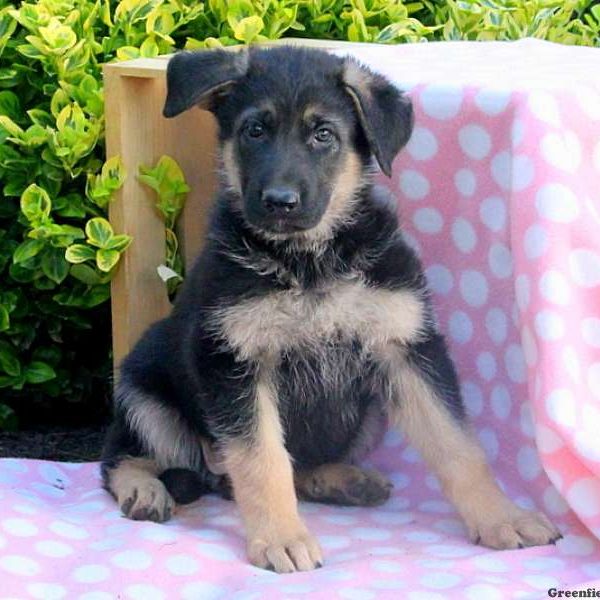 Q-Tee, German Shepherd Puppy