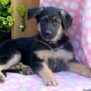 Q-Tee, German Shepherd Puppy