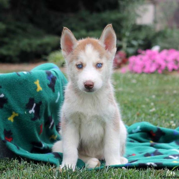 Queeny, Siberian Husky Puppy