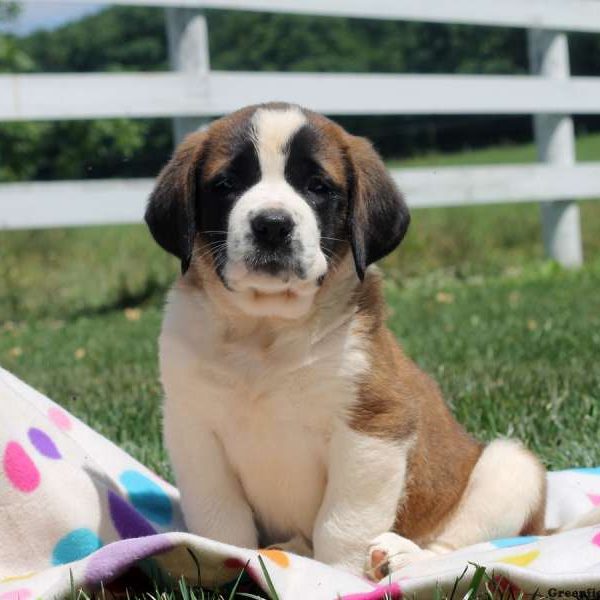 Queeny, Saint Bernard Puppy