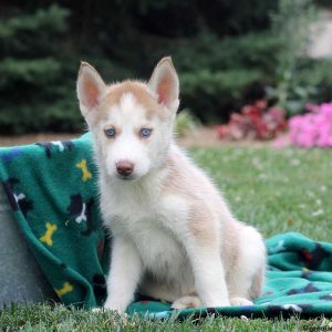 Queeny, Siberian Husky Puppy