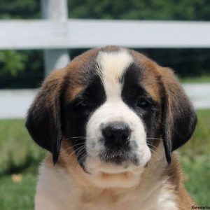 Queeny, Saint Bernard Puppy