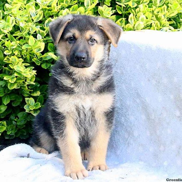 Quentin, German Shepherd Puppy