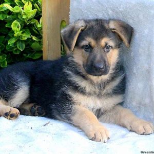 Quentin, German Shepherd Puppy