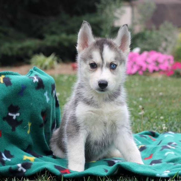 Quincy, Siberian Husky Puppy