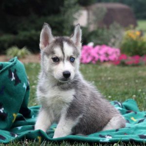 Quincy, Siberian Husky Puppy