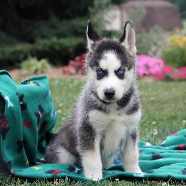 Quinten, Siberian Husky Puppy