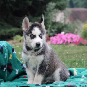 Quinten, Siberian Husky Puppy