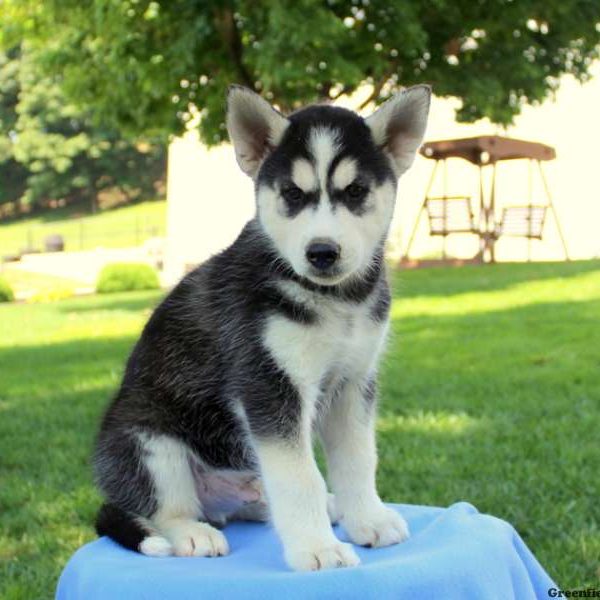 Racey, Siberian Husky Mix Puppy