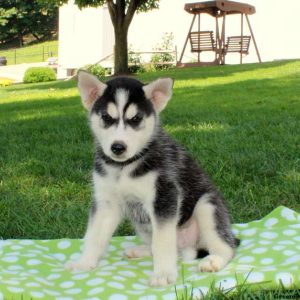 Racey, Siberian Husky Mix Puppy