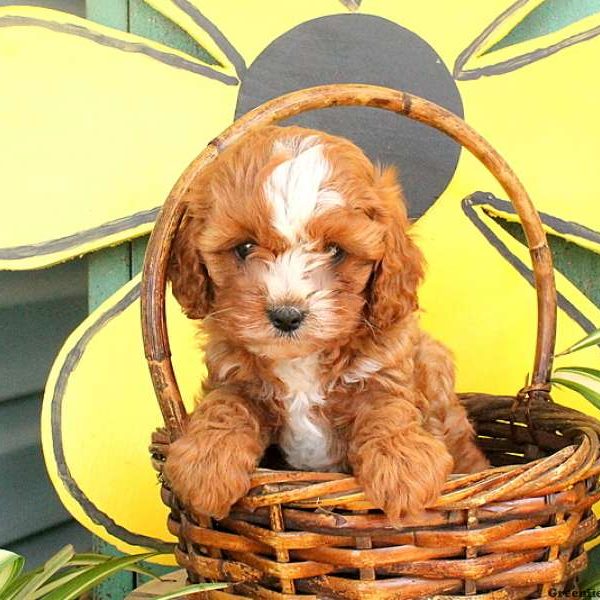 Rachel, Cavapoo Puppy