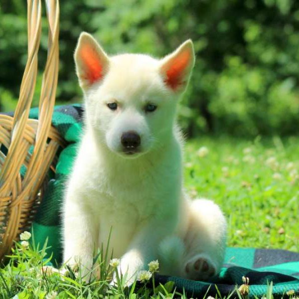 Rachel, Siberian Husky Puppy