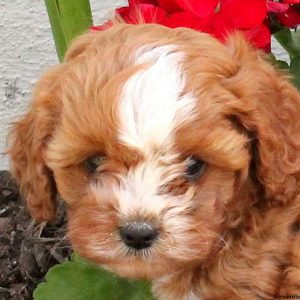 Rachel, Cavapoo Puppy