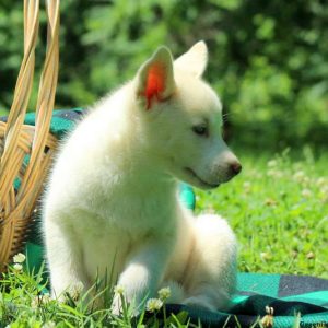 Rachel, Siberian Husky Puppy