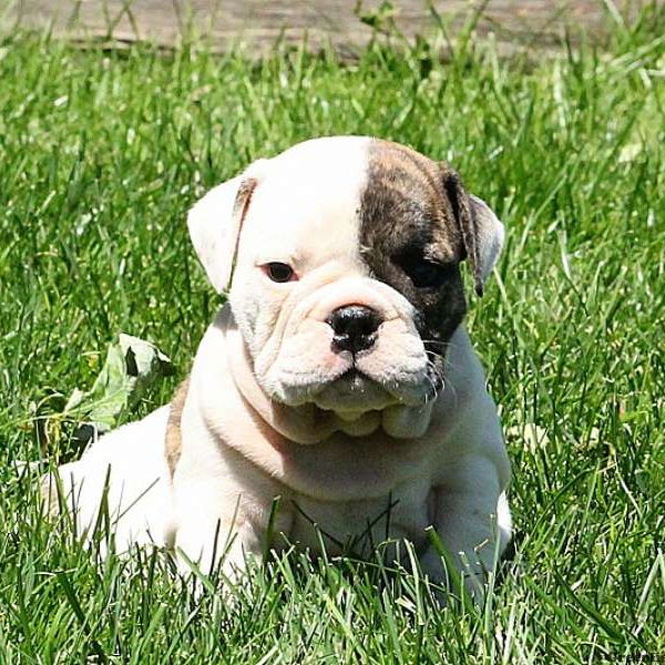 Raine, English Bulldog Puppy