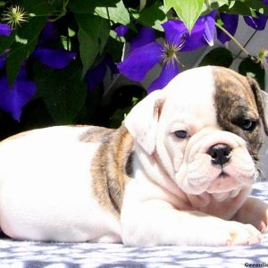 Raine, English Bulldog Puppy