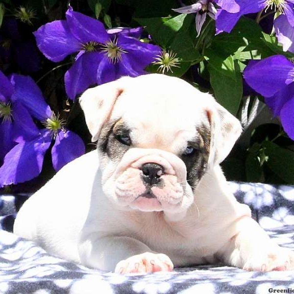 Ranch, English Bulldog Puppy