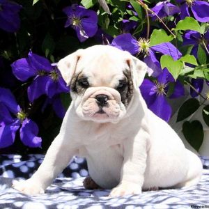 Ranch, English Bulldog Puppy