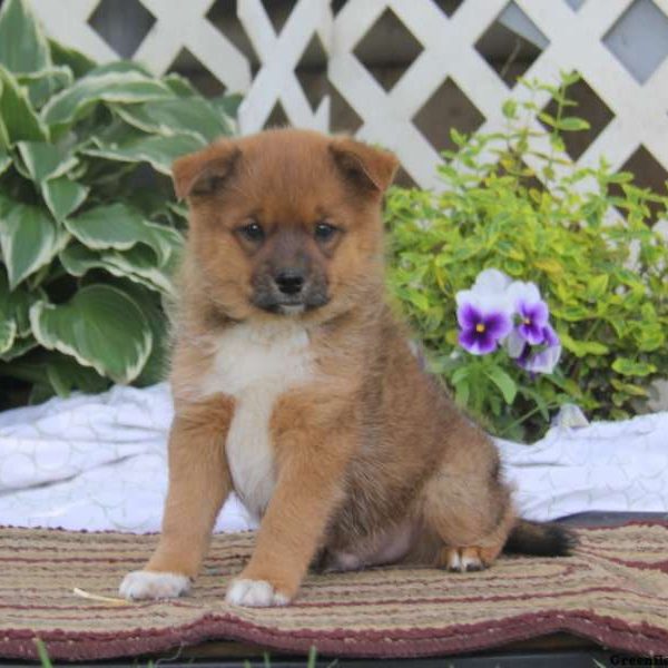 Randy, American Eskimo Mix Puppy