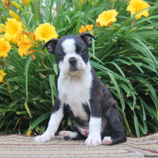 Randy, Boston Terrier Puppy