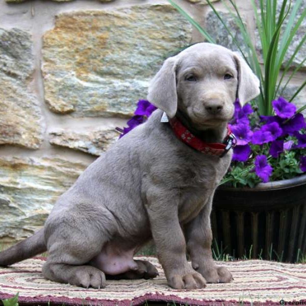 Randy, Labrador Retriever-Silver Puppy