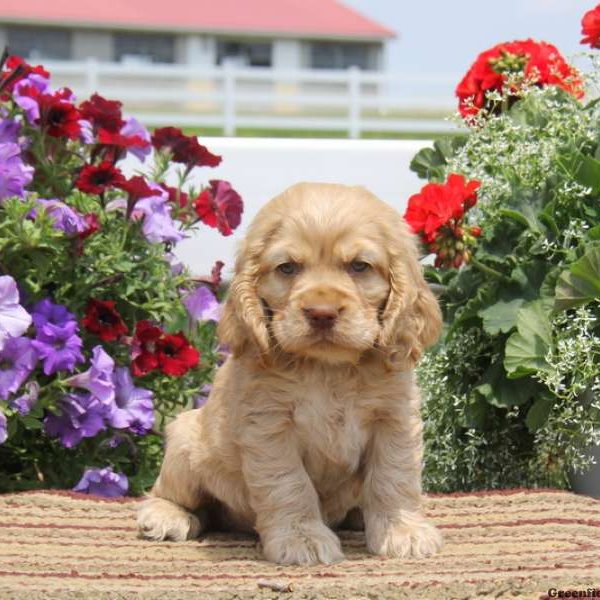 Randy, Cocker Spaniel Puppy