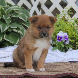 Randy, American Eskimo Mix Puppy