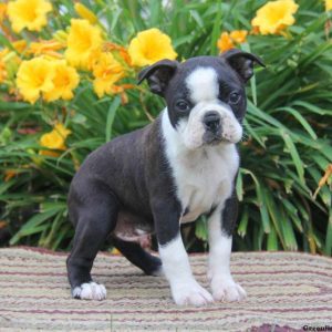 Randy, Boston Terrier Puppy