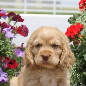 Randy, Cocker Spaniel Puppy