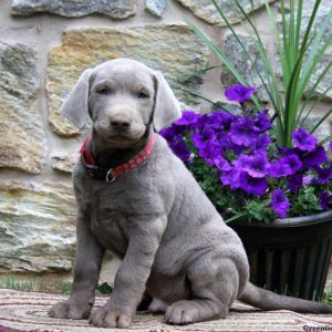 Randy, Labrador Retriever-Silver Puppy